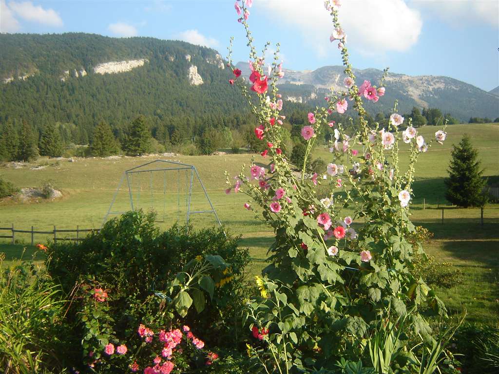 Terrain vert commun coté est avec deux balançoires et un tourniquet