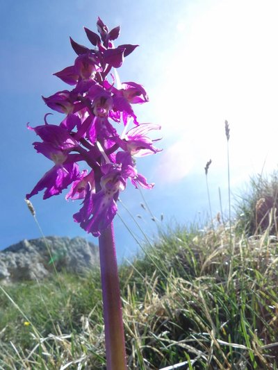 les orchidées dans le Vercors