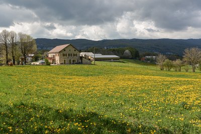 Vue Gîte le Chalimont entouré de prés fleuris