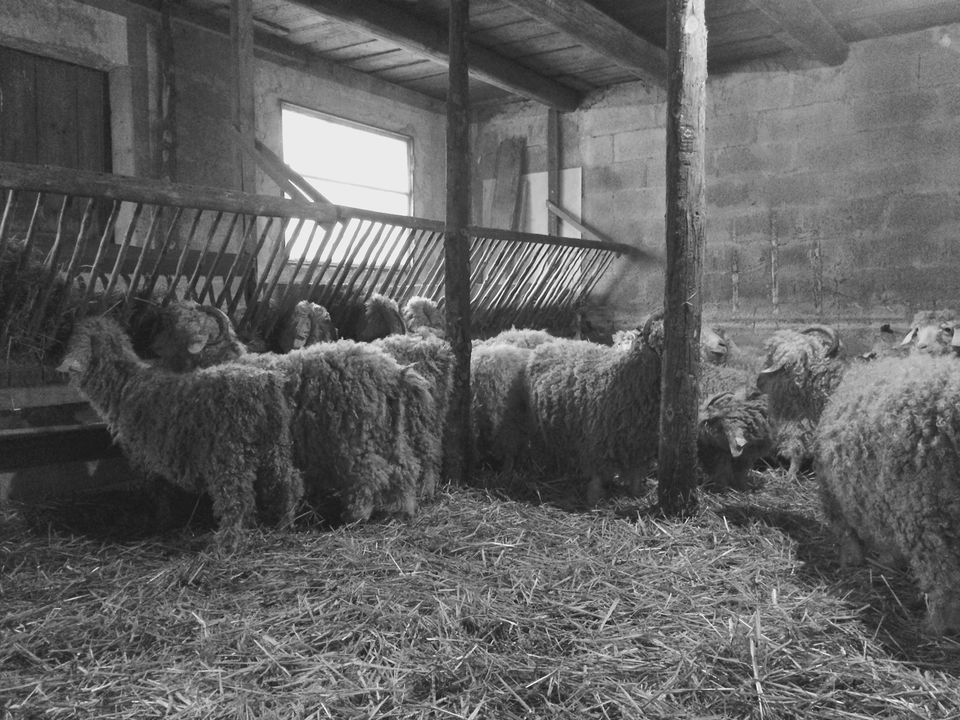 Découvrez les chèvres Angora de la ferme Mohair en Vercors