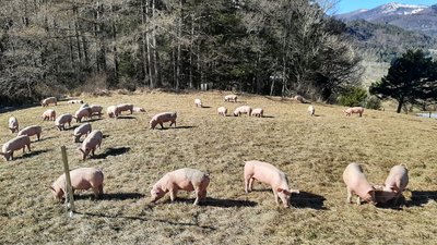 Cochons en plein air