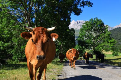 vaches tarines