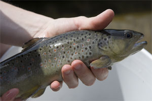 Pisciculture des sources de l'Archiane