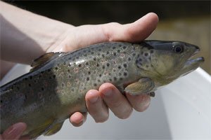 Pisciculture des sources de l'Archiane