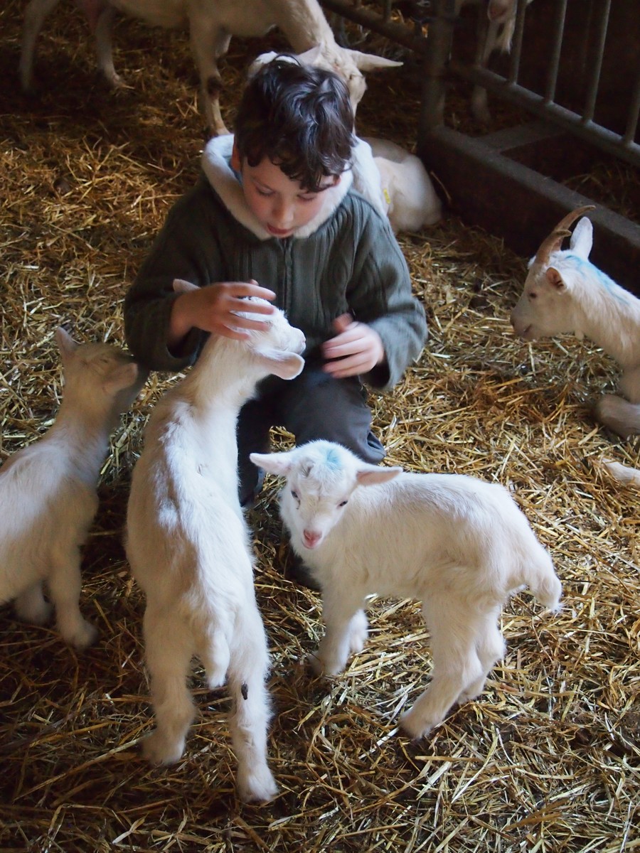 Se ressourcer au contact des chèvres et autres compagnons !