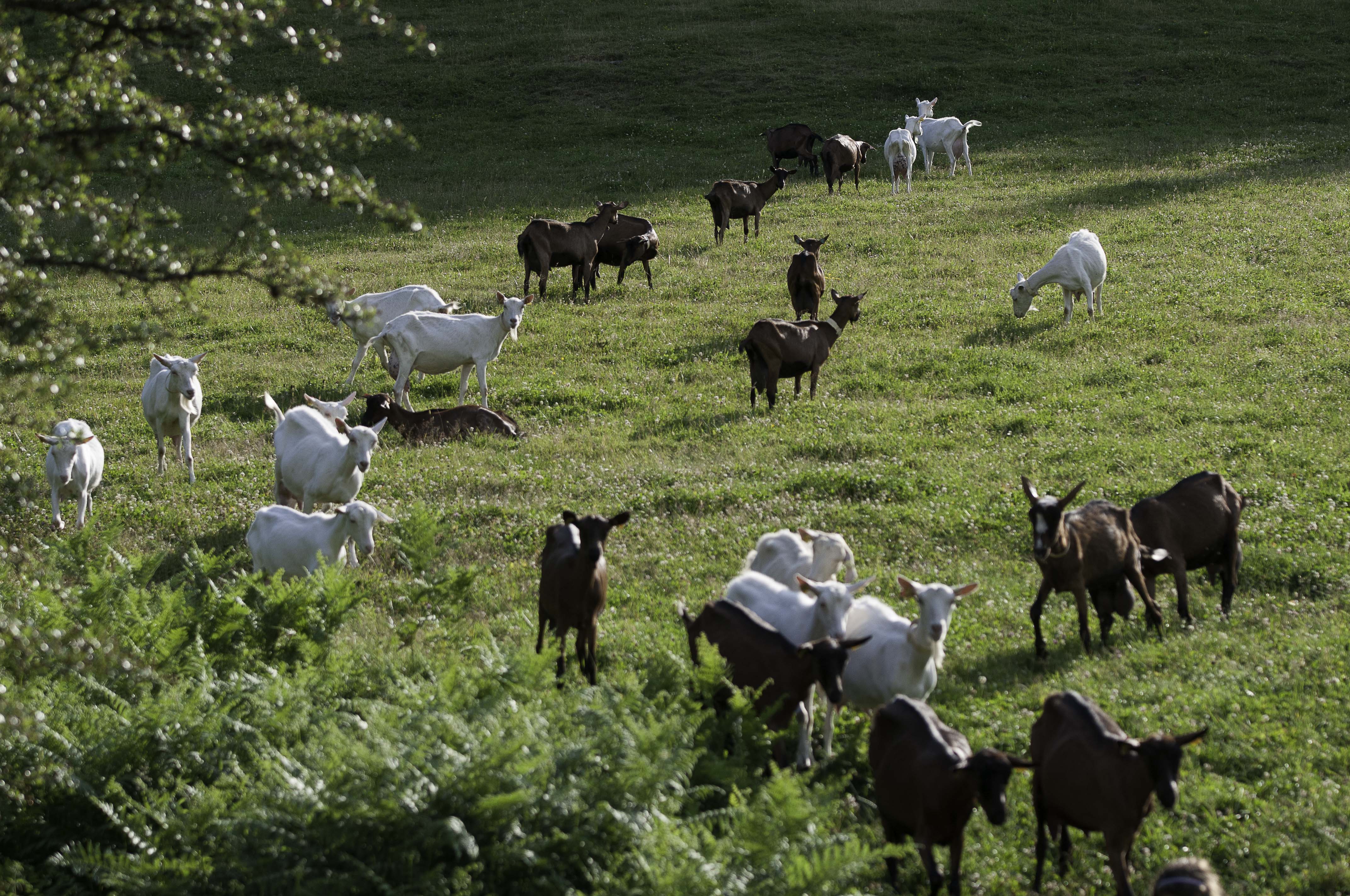 Le troupeau de chèvres de la Ferme des Grands Goulets pâture en extérieur du printemps à l'automne.