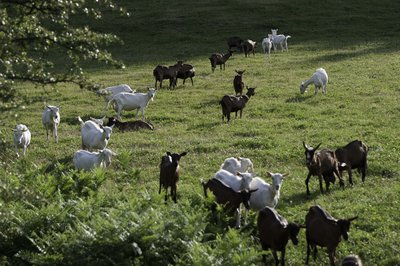 Le troupeau de chèvres de la Ferme des Grands Goulets pâture en extérieur du printemps à l'automne.