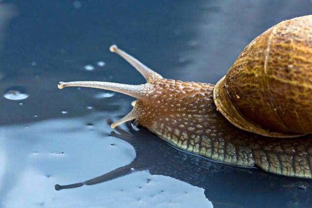 Escargot animal à tirer en bois GOKI - MES TENDANCES BIO