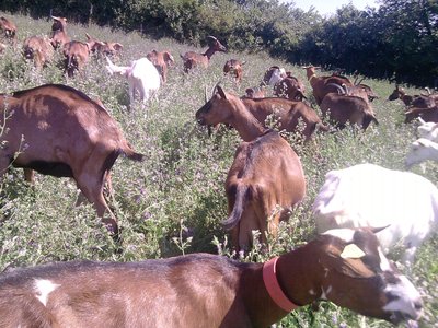 ferme St Pancrace