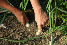 Quintet Condiments Biologiques_Vachères-en-Quint