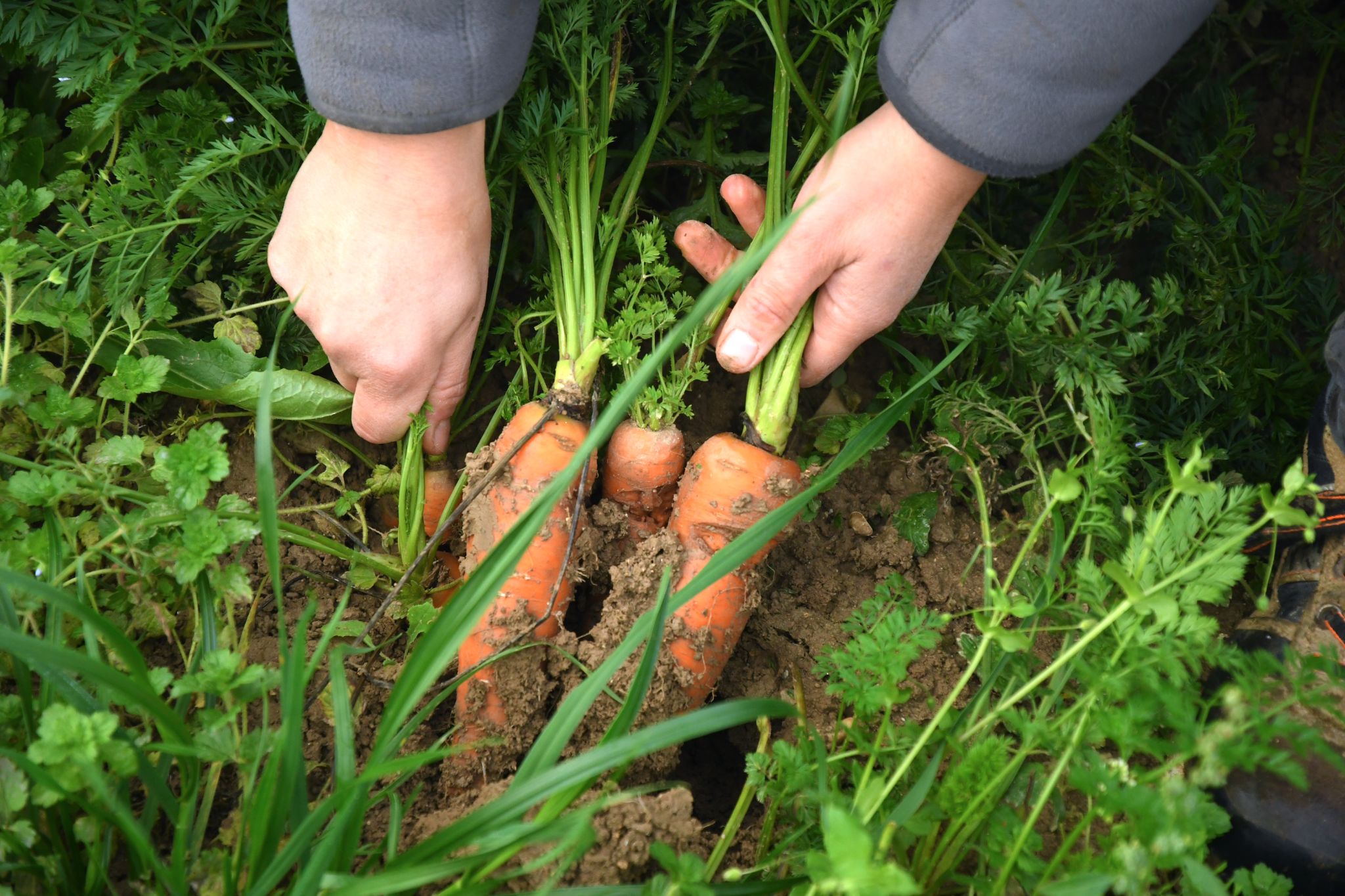 La Ferme du Petit Lierne_Châteaudouble