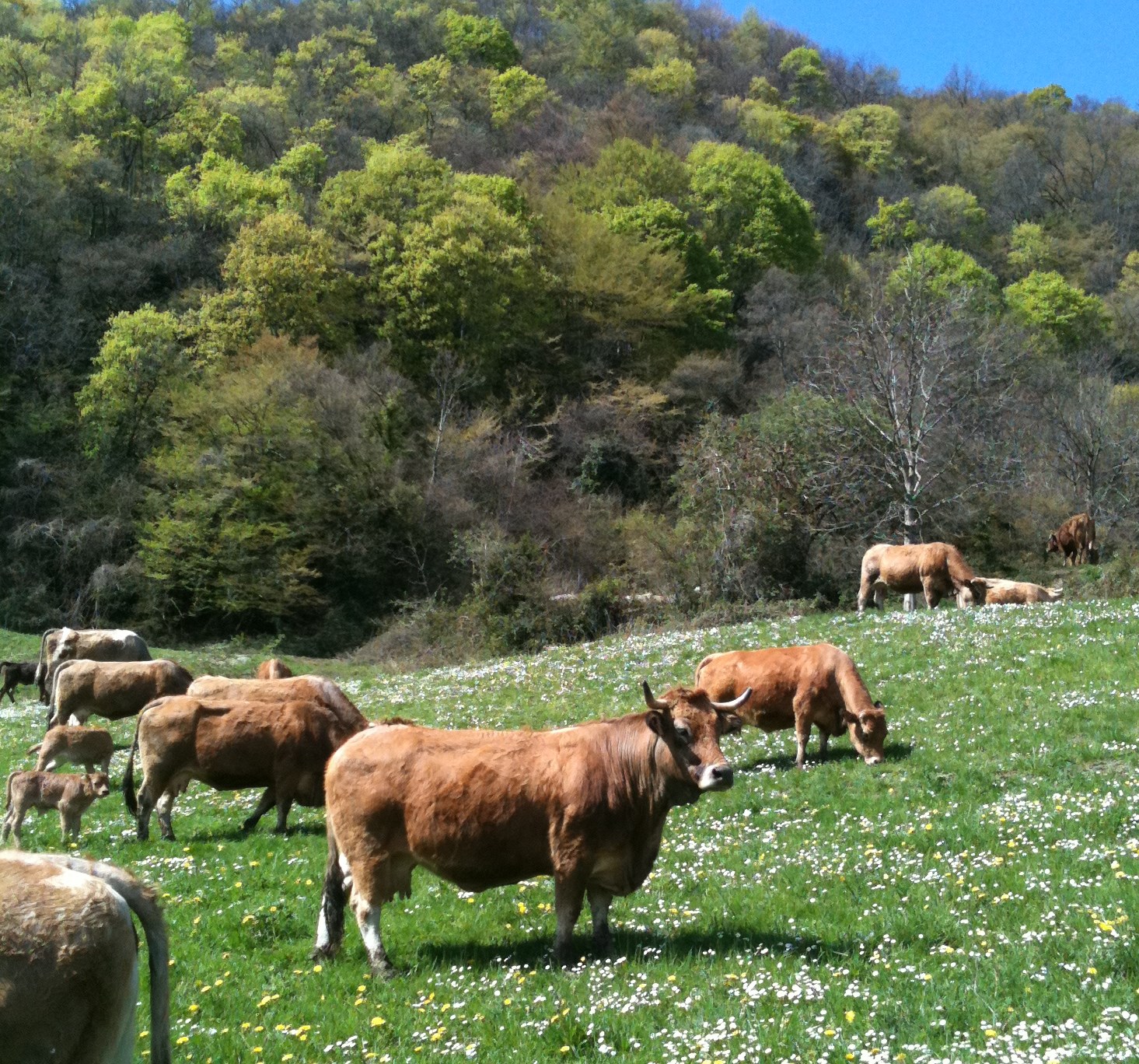 Le troupeau de vaches Aubrac de la ferme de la Cottinette