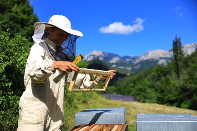 Apiculture