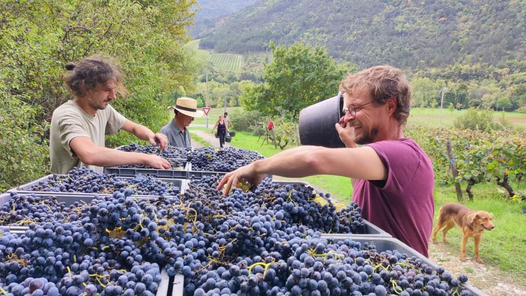 Vendange Ferme saint maurice