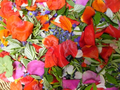 Cueillette de fleurs sauvage autour de la ferme du Souillet à Vassieux en Vercors