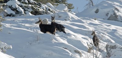 Curieux de Vercors