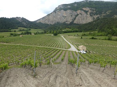 Vignoble de Chatillon en direction du Glandasse