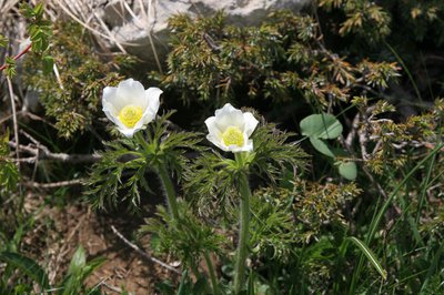 Pulsatille des Alpes