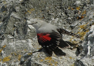 Tichodrome échelette (Tichodroma muraria)