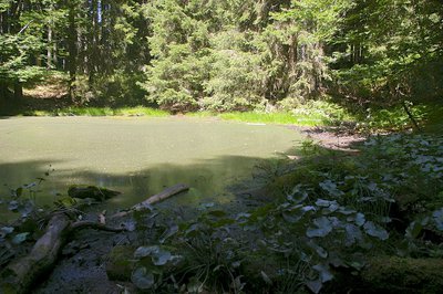 Le petit plan d'eau du Gour Martel