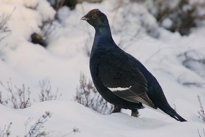 Mâle de tétras