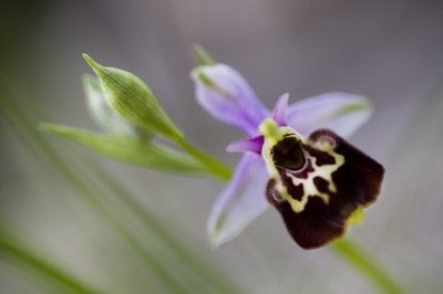 Ophrys bourdon