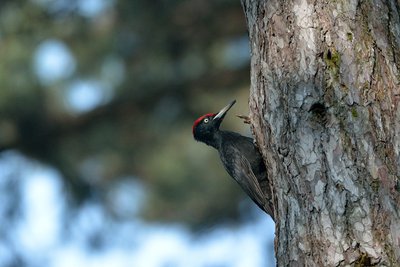 Pic noir (Dryocopus martius)