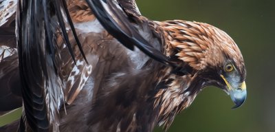 Aigle royal (Aquila chrysaetos)