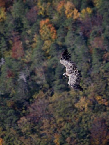 vautour fauve à l'automne