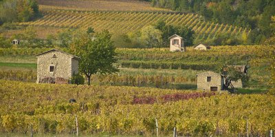 Cabanons dans les vignes de Châtillon