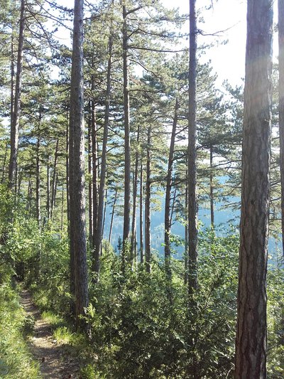 La forêt de pins du Glandasse