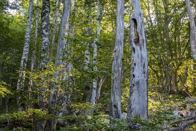 Dans la forêt des Coulmes