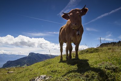 Élevage bovin dans les Quatre-Montagnes