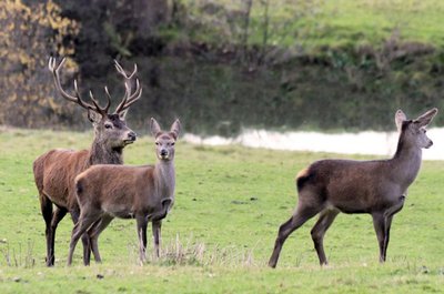 Cerf mâle et biches