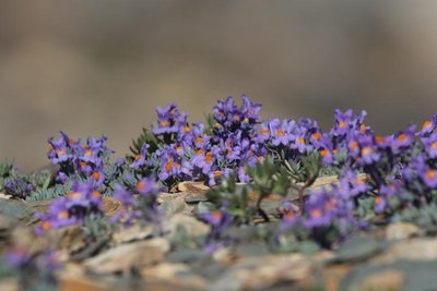 Linaria alpina, flore des éboulis