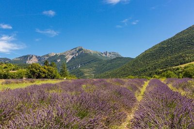 Paysage de Chamaloc et ses lavandes