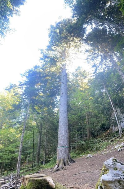 Le sapin Bellier