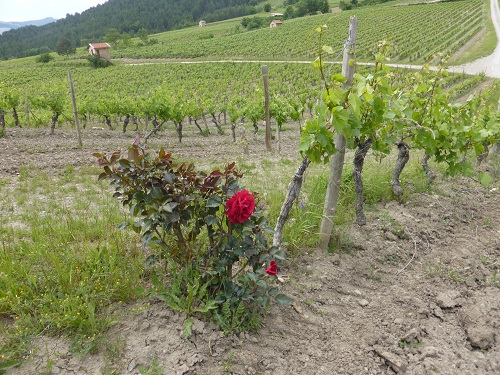 Vignoble de Chatillon