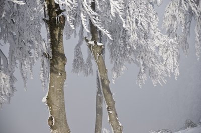 Givre