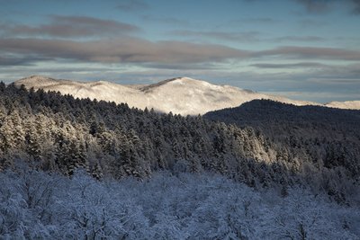 Forêt enneigée