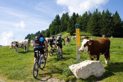 VTT sur le plateau de la Molière