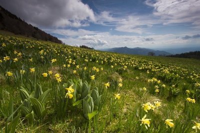 Jonquilles au coeur des Coulmes