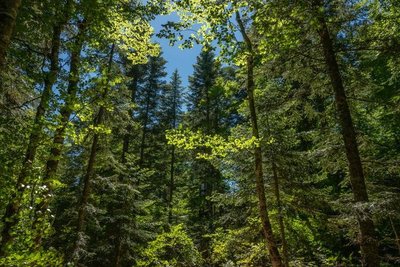 Forêt mixte de la Trompe