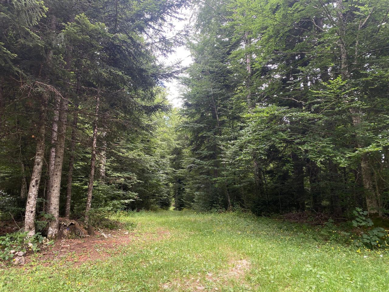 Forêt mixte de la Trompe